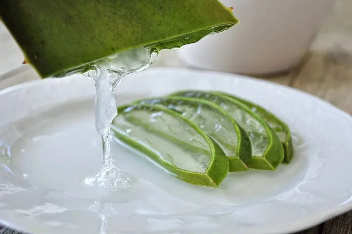 ALOE – az ókortól ismeretes konzervált orvosság